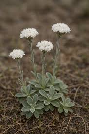Attēlu rezultāti vaicājumam “Symphyotrichum x salignum flower”