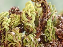 Attēlu rezultāti vaicājumam “Encalypta streptocarpa”