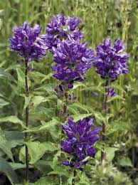 Attēlu rezultāti vaicājumam “Campanula glomerata bud”