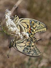 Attēlu rezultāti vaicājumam “Papilio machaon”