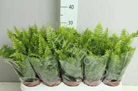 Image result for НЕФРОЛЕПИС (Nephrolepis