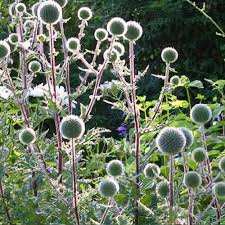 Image result for Echinops spaerocephalus