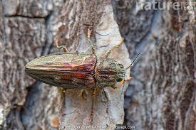 Attēlu rezultāti vaicājumam “Chalcophora mariana”