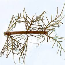 Attēlu rezultāti vaicājumam “Myriophyllum alterniflorum leaf”