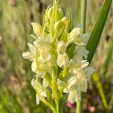 Attēlu rezultāti vaicājumam “Dactylorhiza ochroleuca flower”