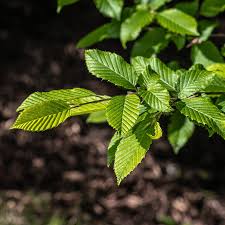 Attēlu rezultāti vaicājumam “Carpinus betulus”