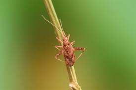 Attēlu rezultāti vaicājumam “Phytocoris varipes”