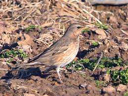 Image result for Turdus ruficollis