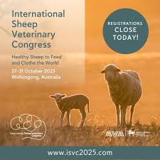 Image result for Teamsheep