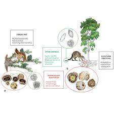 Attēlu rezultāti vaicājumam “Perichaena depressa spores”