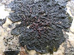 Attēlu rezultāti vaicājumam “Collema”