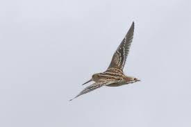 Image result for Gallinago media