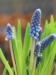 Attēlu rezultāti vaicājumam “Muscari botryoides leaf”