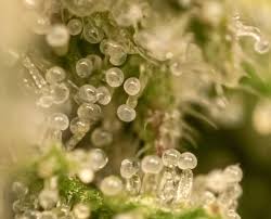 Attēlu rezultāti vaicājumam “Trichia alpina macro”