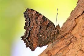 Attēlu rezultāti vaicājumam “Nymphalis polychloros”