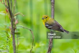 Image result for Vireo flavifrons