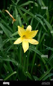 Attēlu rezultāti vaicājumam “Hemerocallis lilioasphodelus”