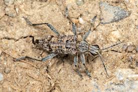 Attēlu rezultāti vaicājumam “Rhagium inquisitor”