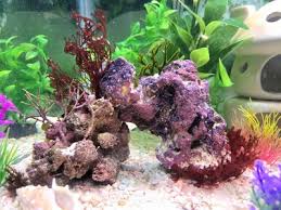 Attēlu rezultāti vaicājumam “Nitella flexilis”