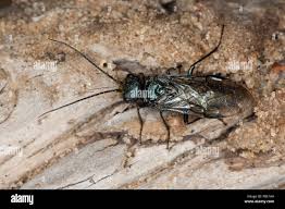 Attēlu rezultāti vaicājumam “Acantholyda erythrocephala”