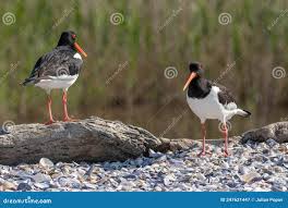 Attēlu rezultāti vaicājumam “Haematopus ostralegus”