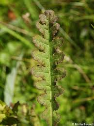 Attēlu rezultāti vaicājumam “Pedicularis sceptrum-carolinum leaf”