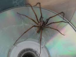 Attēlu rezultāti vaicājumam “Tegenaria sp.”