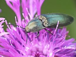 Attēlu rezultāti vaicājumam “Ctenicera pectinicornis female”