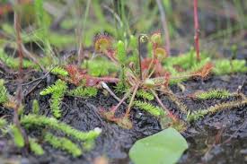 Attēlu rezultāti vaicājumam “Lycopodiella inundata”
