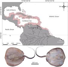 Image result for Styracura pacifica