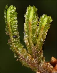 Attēlu rezultāti vaicājumam “Barbilophozia lycopodioides”