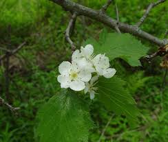 Attēlu rezultāti vaicājumam “Crataegus submollis”