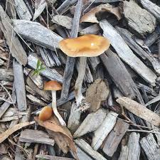 Attēlu rezultāti vaicājumam “Psilocybe sp.”