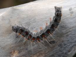 Attēlu rezultāti vaicājumam “Eriogaster lanestris larva”