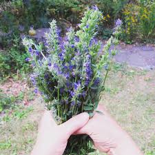 Image result for Hyssopus officinalis
