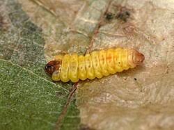 Attēlu rezultāti vaicājumam “Tischeria complanella larva”