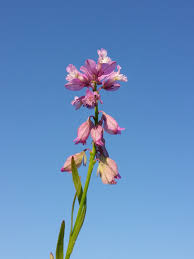 Attēlu rezultāti vaicājumam “Polygala comosa”