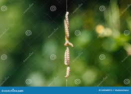 Attēlu rezultāti vaicājumam “Yponomeuta malinellus / cagnagella imago”