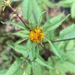 Attēlu rezultāti vaicājumam “Bidens frondosa fruit”