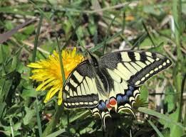 Attēlu rezultāti vaicājumam “Papilio machaon upperside”