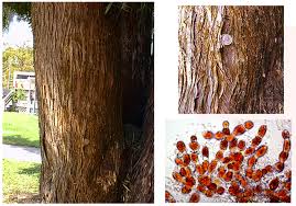 Attēlu rezultāti vaicājumam “Trentepohlia sp.”