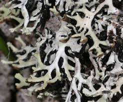 Attēlu rezultāti vaicājumam “Hypogymnia physodes”