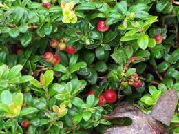 Attēlu rezultāti vaicājumam “Vaccinium vitis-idaea fruit”