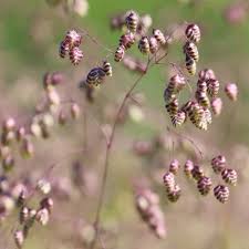 Attēlu rezultāti vaicājumam “Briza media flower”