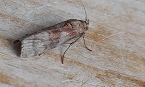 Attēlu rezultāti vaicājumam “Phycita roborella”