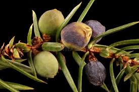 Attēlu rezultāti vaicājumam “Juniperus communis female flower”