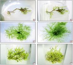 Attēlu rezultāti vaicājumam “Paraleucobryum longifolium sporophyte”