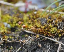 Attēlu rezultāti vaicājumam “Seligeria donniana”
