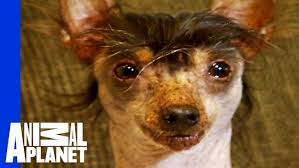 Image result for ugliest dog