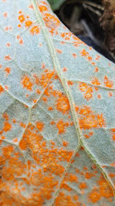 Attēlu rezultāti vaicājumam “Didymium tussilaginis spores”